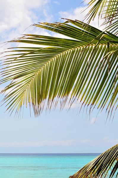 Palm trädgren i paradiset — Stockfoto