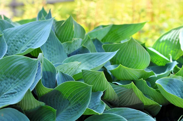 Hostas in a Garden — Stock Photo, Image