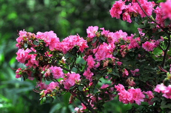 Arbusto rosa — Fotografia de Stock