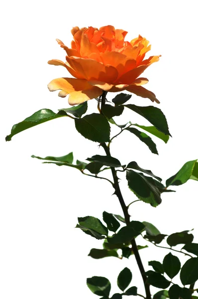 Rosa anaranjada aislada sobre blanco — Foto de Stock