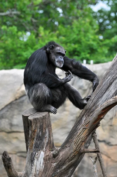 Chimpanzee Sitting On Tree — Stock Photo, Image