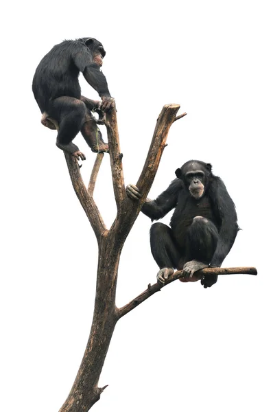 Шимпанзе на голом дереве — стоковое фото