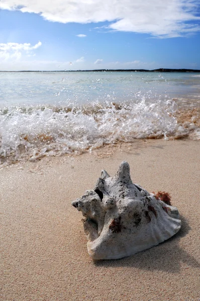 Surf Splashing sulla sabbia con conchiglia marina — Foto Stock