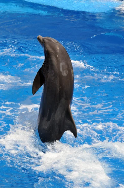 Dolphin Jumping Out of Water — Stock Photo, Image