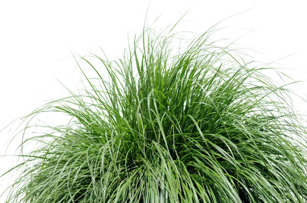Fontän gräs över vita — Stockfoto