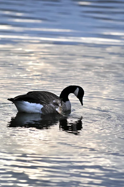 Gewonde Canadese gans — Stockfoto