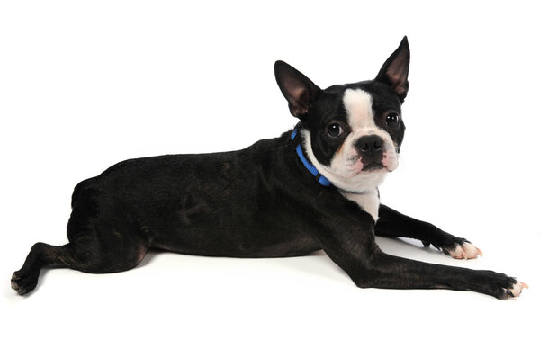 Бостонский терьер
