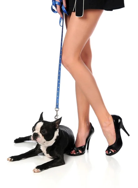 Kobiece nogi i Boston Terrier — Zdjęcie stockowe