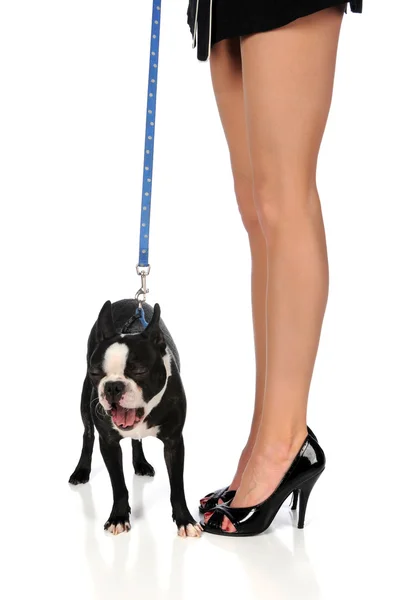 Boston Terrier Yawning and Woman's Legs — Stock Photo, Image