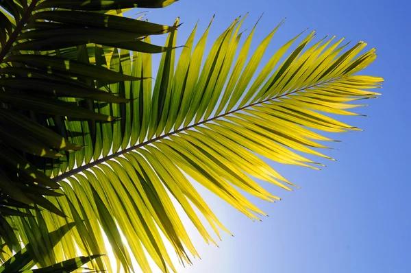 Palm Tree Leaver — Stock Photo, Image