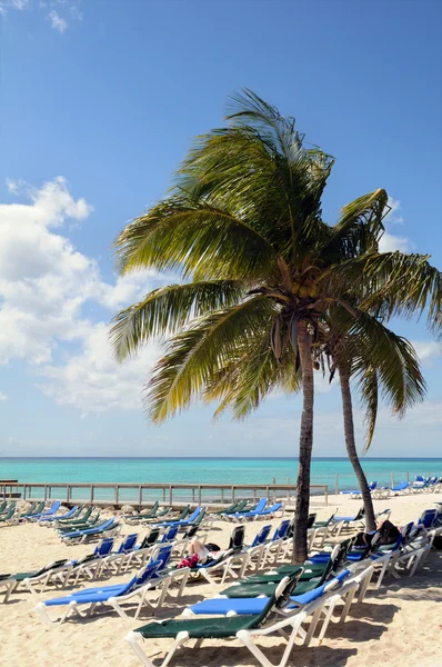 Praia nas Bahamas com Coqueiro — Fotografia de Stock