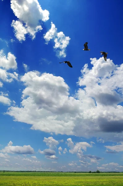 Águilas calvas volando — Foto de Stock