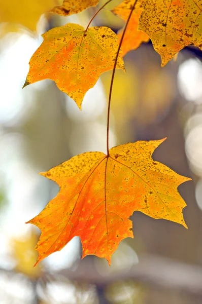 Fall Leaves Royalty Free Stock Images