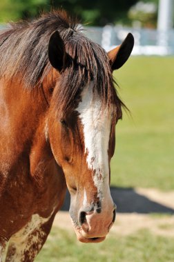 clydesdale at başkanı
