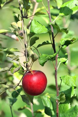 Ağaçtaki kırmızı elma