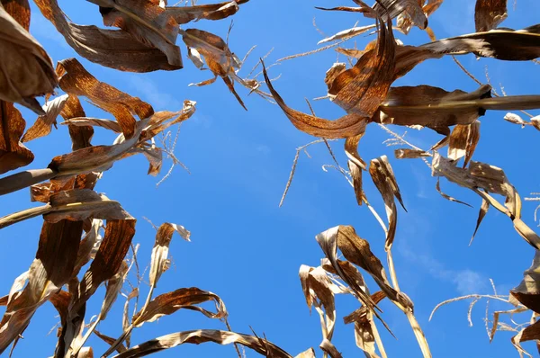 Corn Plants in View from Below — Stock Photo, Image