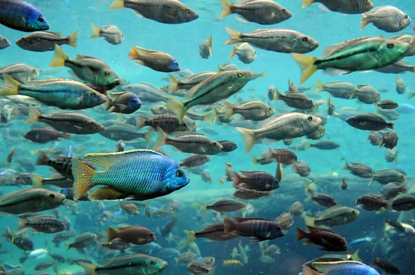 Fish Underwater — Stock Photo, Image
