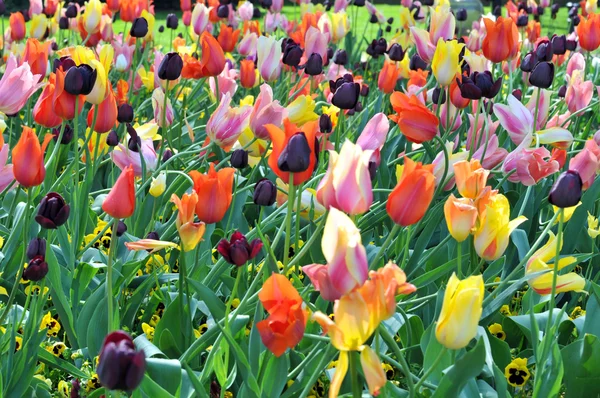 Tulip Garden — Stock Photo, Image