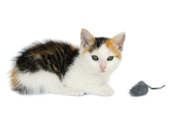 Gatito gato con ratón juguete — Foto de Stock