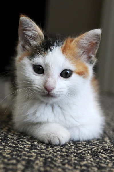Gatito gato — Foto de Stock