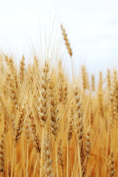 Wheat Close-Up — Stock Photo, Image