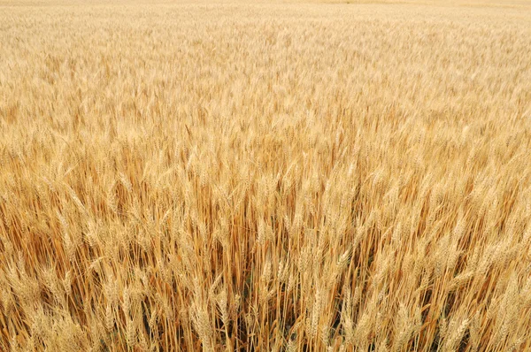 Tarweveld — Stockfoto