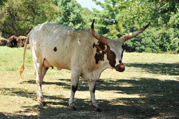 Longhorn standing on a pasture — Stock Photo, Image