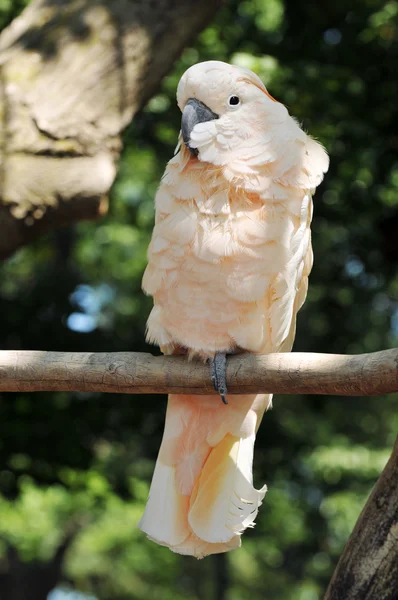 Crested Cockatoo Perched on a Branch — Stock Photo, Image