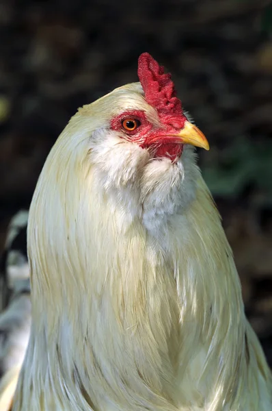 Portret van Haan — Stockfoto