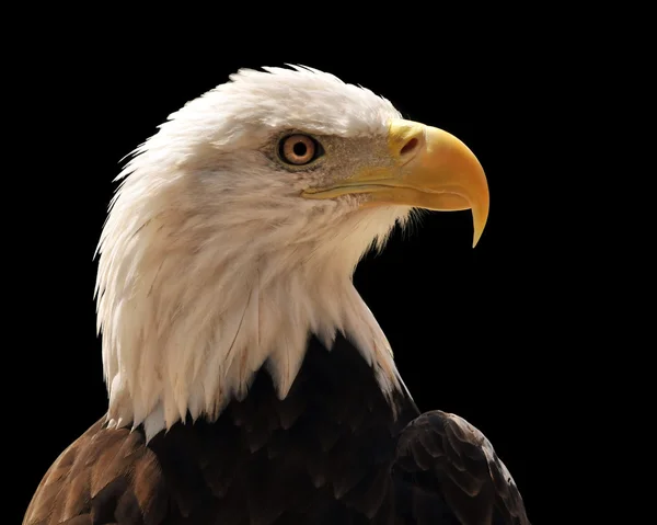 Hoofd van bald eagle — Stockfoto