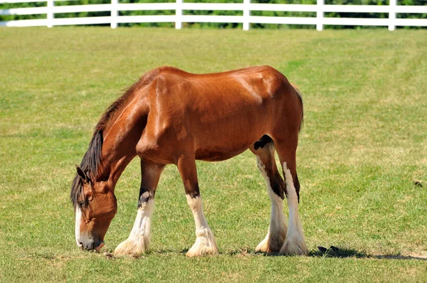 Young кінь Cladesdale на пасовищі — стокове фото