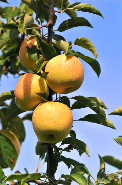 Yellow Apples in an Orchard — Stock Photo, Image