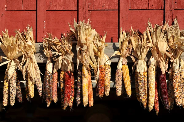 Indian Corn on a Barn — Stock Photo, Image