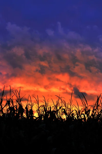 夕暮れ時畑 — ストック写真