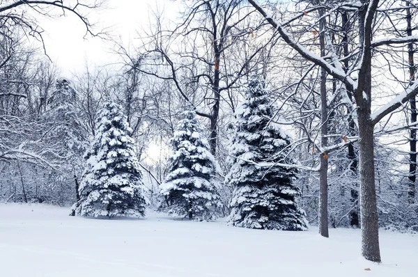 Winter Wonderland — Stock Photo, Image