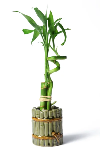 Planta de bambú — Foto de Stock