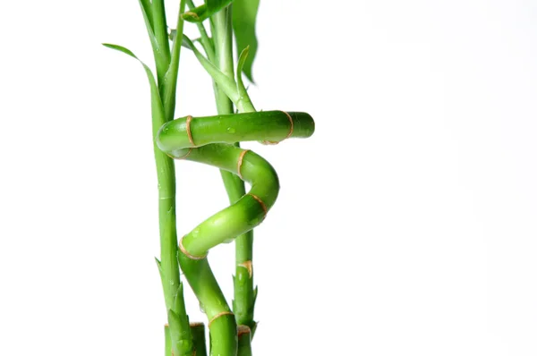 竹の渦巻 — ストック写真