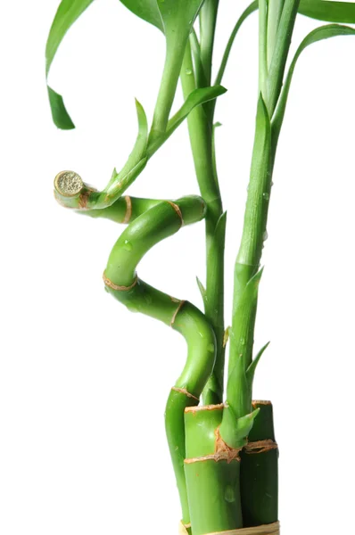 Närbild av bambu — Stockfoto
