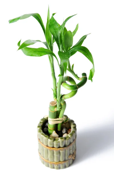 Bamboe pot — Stockfoto