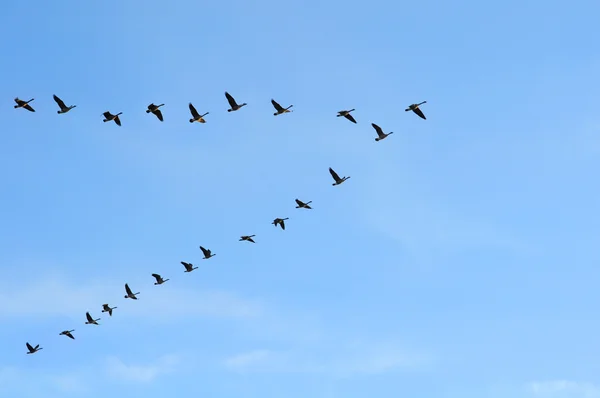 Kanadische Gänse in V-Formation — Stockfoto