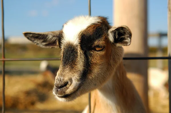 Young Goat — Stock Photo, Image