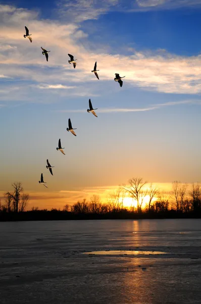 Canadian Geese in V Formation — Stock Image Canadian Geese in V Formation Stock Image