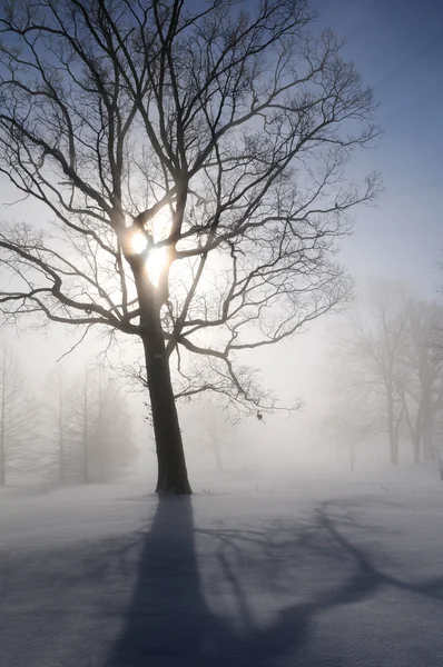 Zimní krajina s sunburst — Stock fotografie