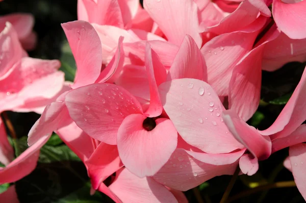 Cyclamen Flowers in Close-Up View — Stock Photo, Image