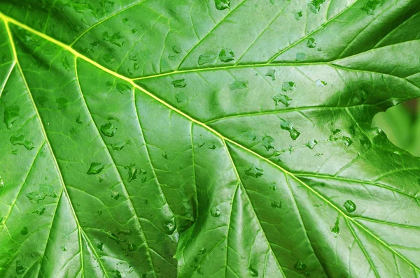 Green Leaf — Stock Photo, Image