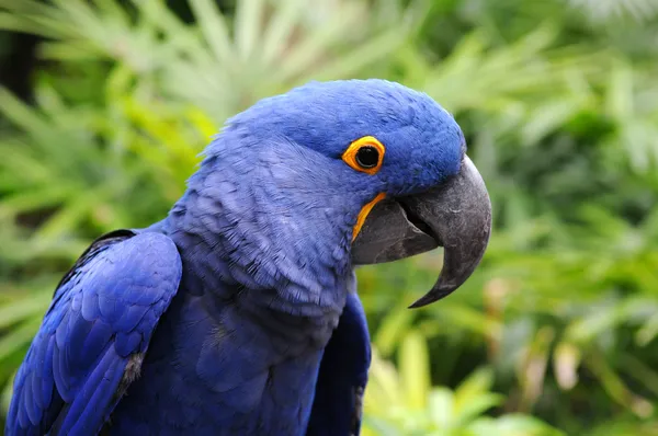 Blue Hyacinth Macaw — Stock Photo, Image