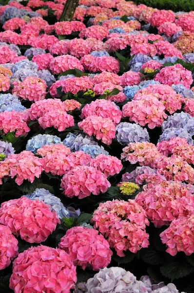 Hortensia bloementuin — Stockfoto