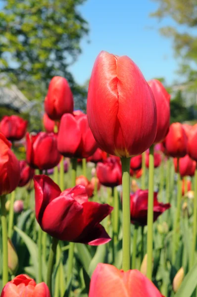 Red Tulips in Graden — Stock Photo, Image