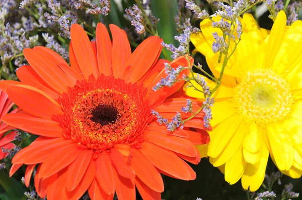 Daisies in cose up view — Stock Photo, Image