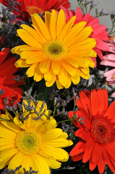 Colorful Daisies — Stock Photo, Image